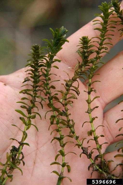 Plantas elodea para aquário