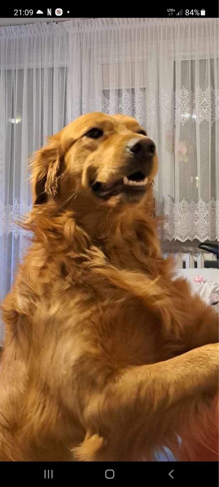 Golden Retriver szczeniaczki