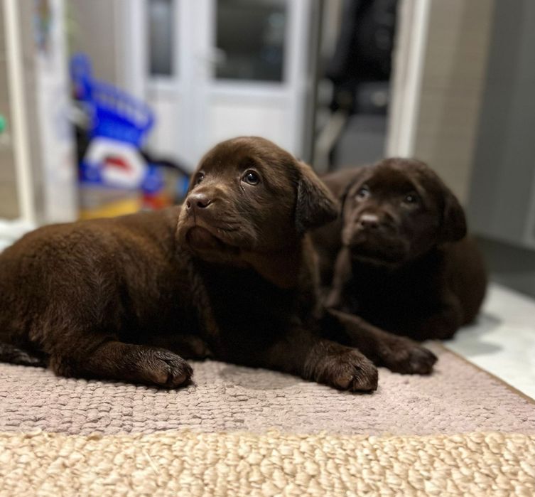 Шоколадний лабрадор