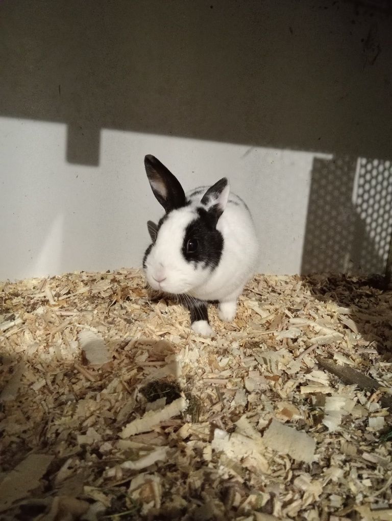 Królik miniaturka