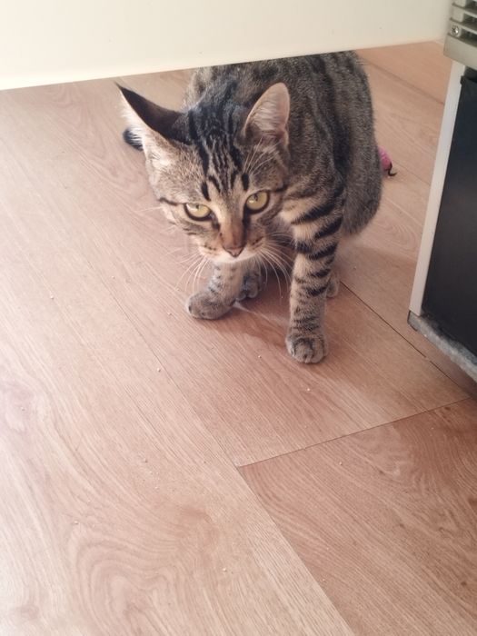 Gatinha para adoção responsável