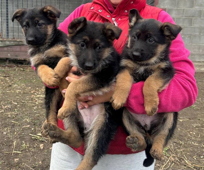 Продам цуценят німецької вівчарки