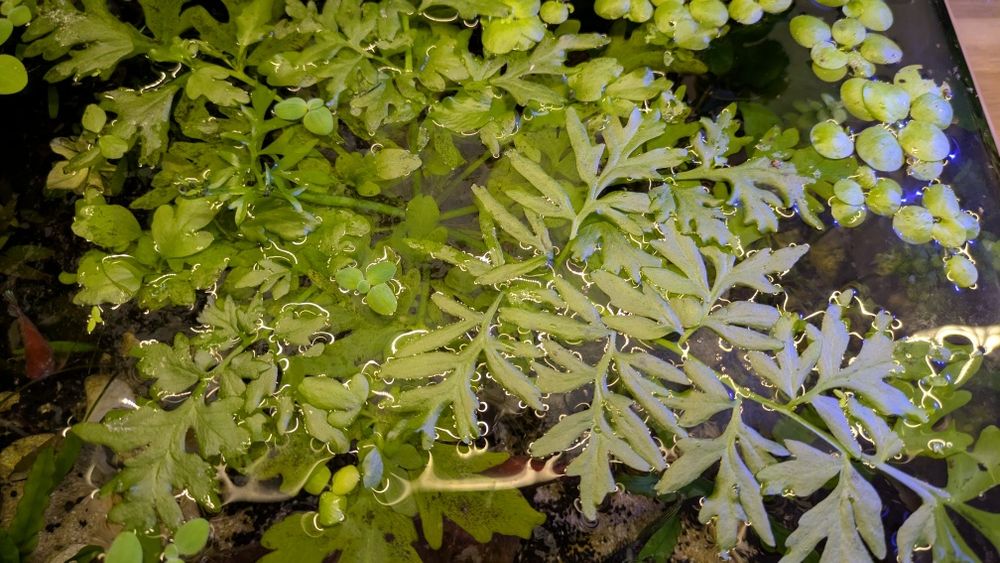 Paprotnica roślina akwariowa