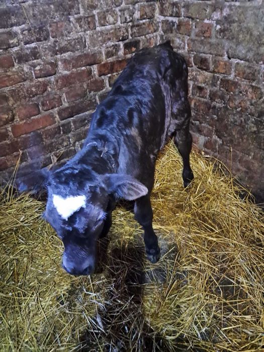 Теличка від молочної корови