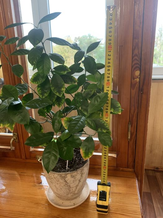 Домашний  вазон дерево лимона