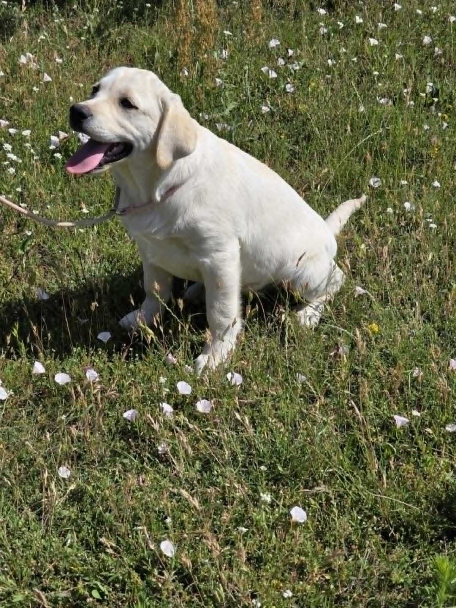 Labrador Retriever szczeniak ZKwP/FCI
