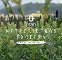 Metrosideros Excelsa - 50CM - 200CM