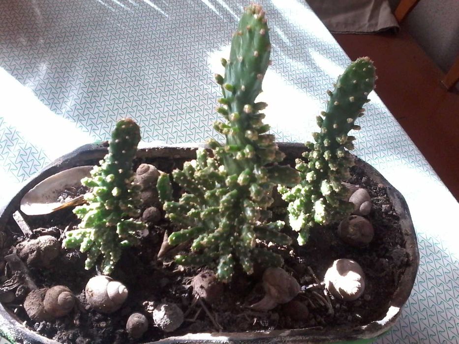 Кактуси рідкісні та різні