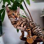 Bengalski  kocur Feliks