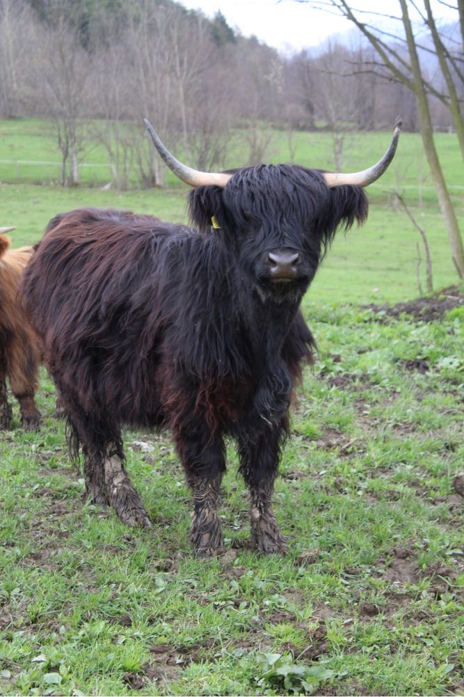 Bydło szkockie highland
