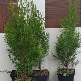 Tuja szmaragd brabant 4 zł 60 cm ,  w doniczckach