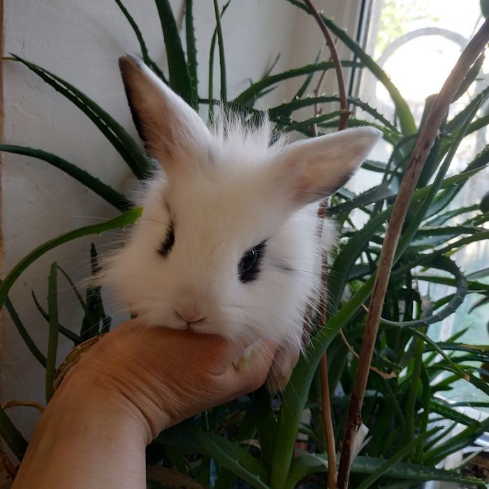 Міні кролики декоративні кролі домашні крольчата клетка