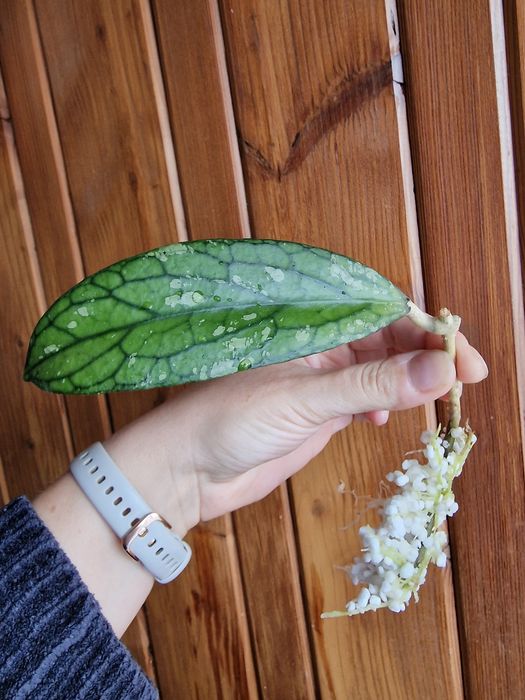 Hoya sp. Tanggamus ukorzeniona