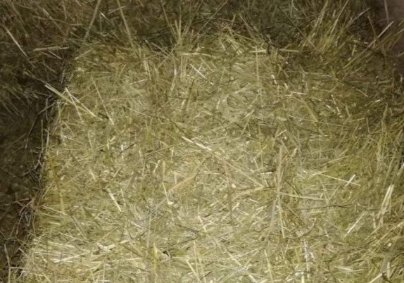 Sianko dla gryzoni królików świnek morskich 1000 g