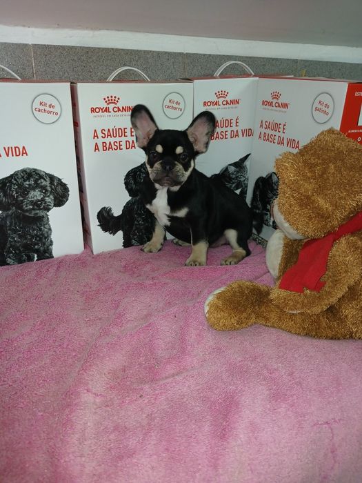 Bulldog Francês Macho Black tan Criadora Registada PT 3088 FL