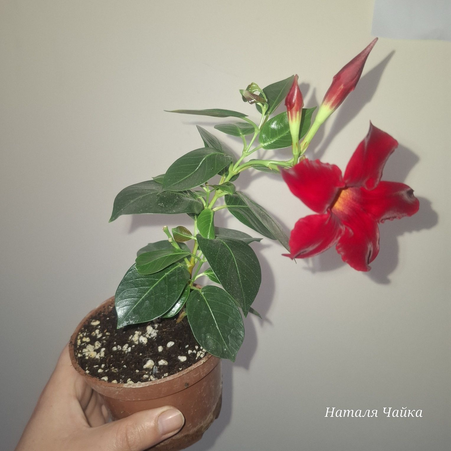 Дипладенія біла, рожева, бордова
