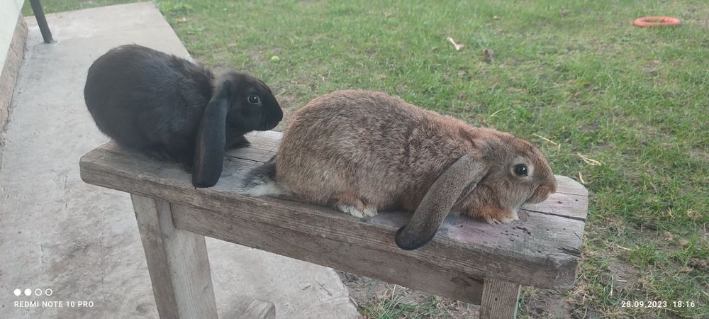 Продам кролів різних вікових груп