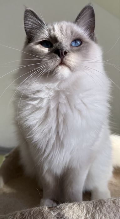Kocurek Ragdoll blue mitted
