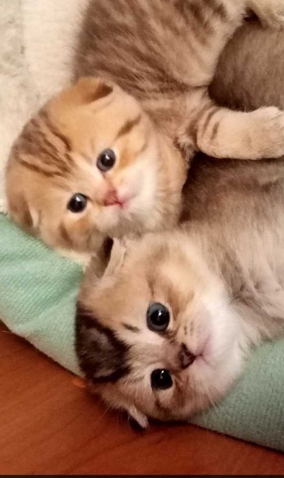 БРОНЬ на котят - шотландские вислоухие