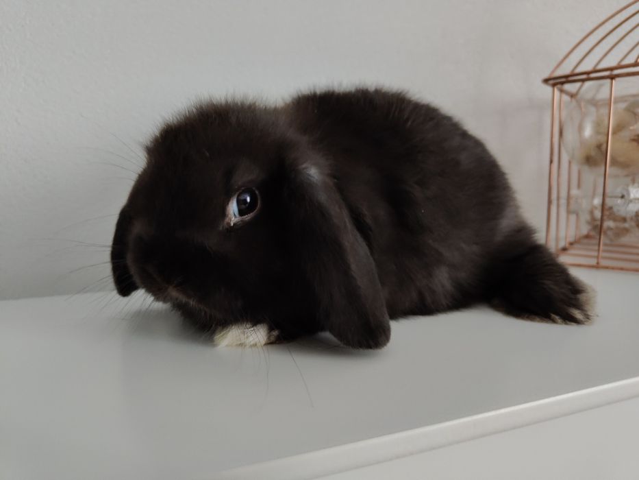 Mini Lop królik gotowe do odbioru