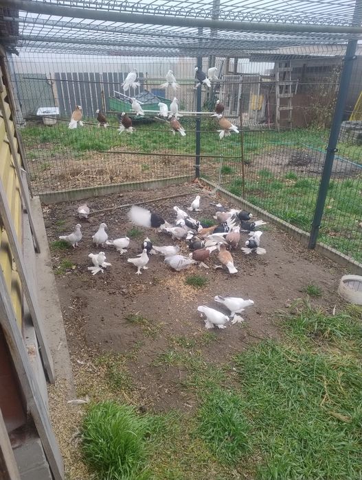 Gołębie ozdobne mnichy