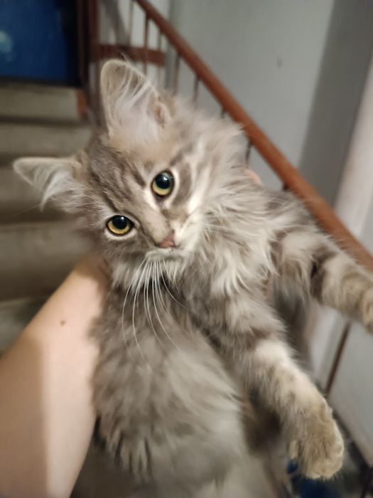 Шукаю родину для кошеняти