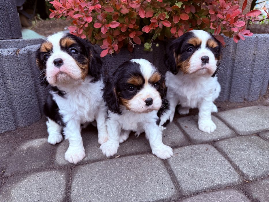 Cavalier King Charlie Spaniel SUCZKA