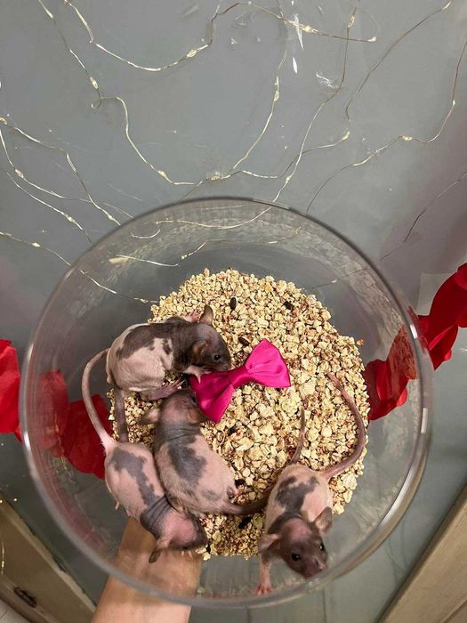 Щурики сфінкс ручні