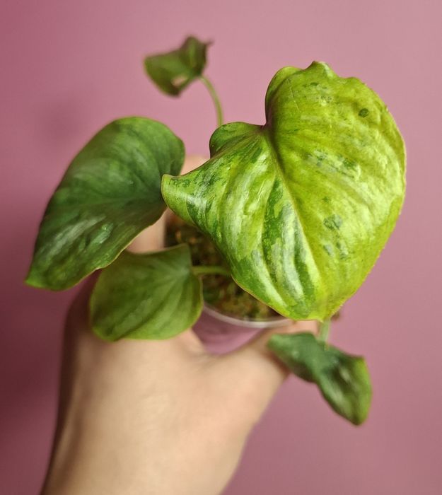 Philodendron mamei mint Variegata