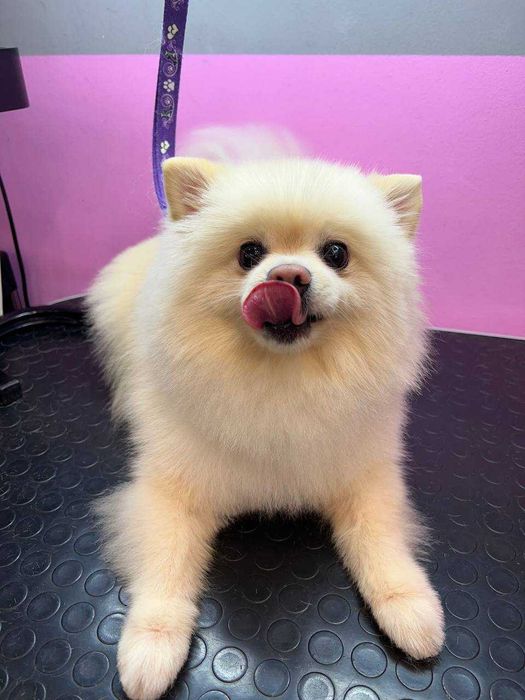 Стрижка собак та котів Житомир грумінг