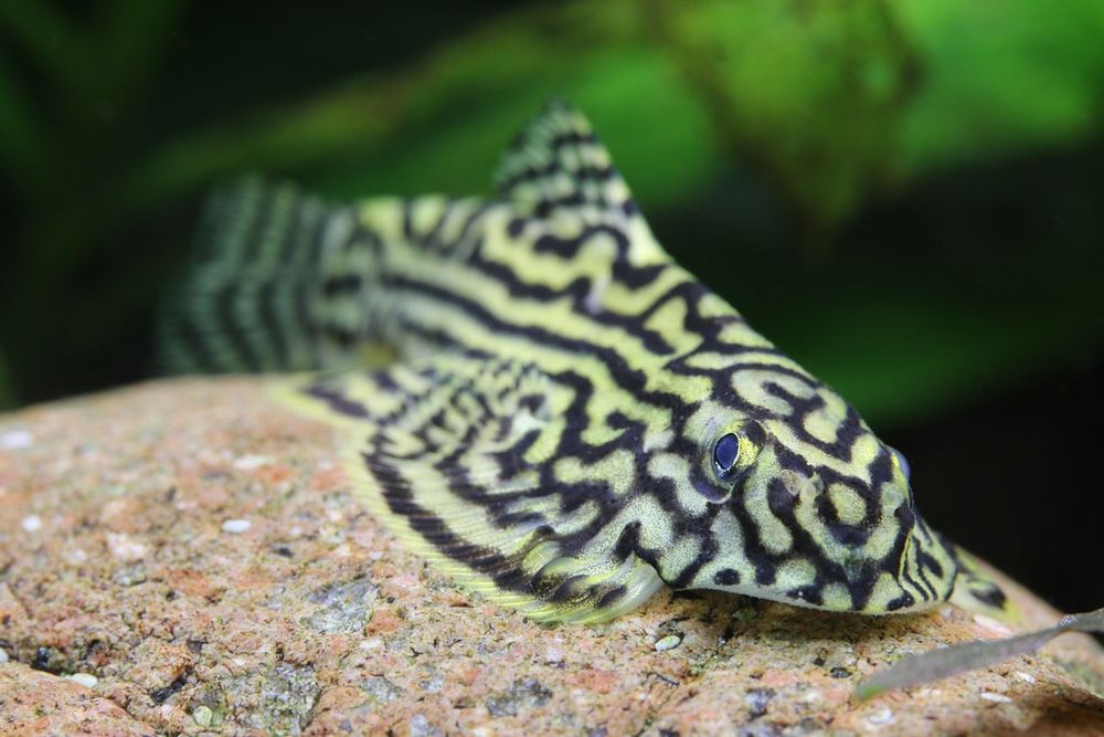 Przylga siatkowana - Sewellia lineolata