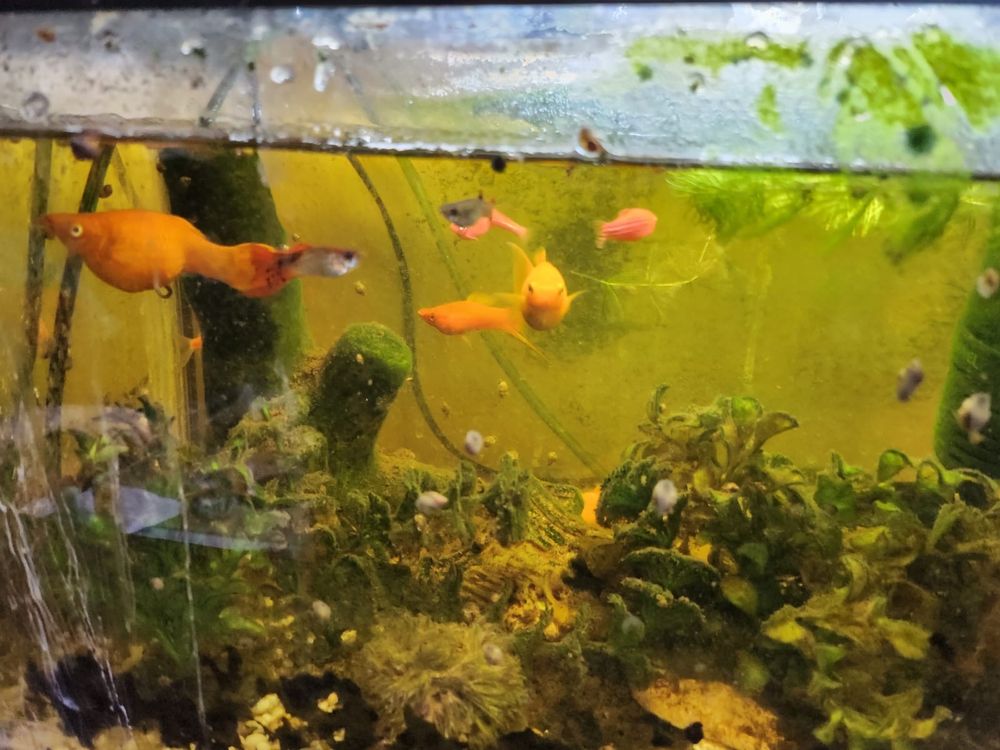 Akwarium z rybami