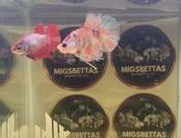 Casal Betta koi Fancy PK