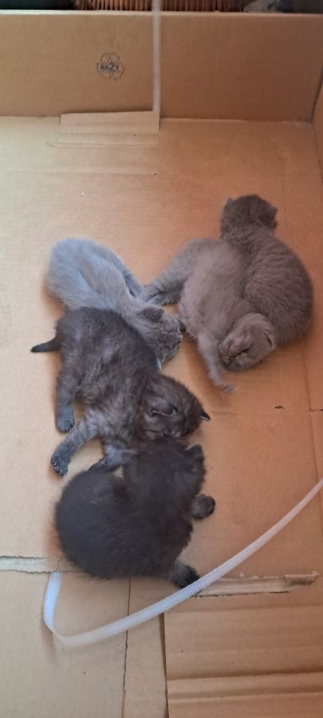 Котята вислоухие