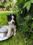Border Collie suczka