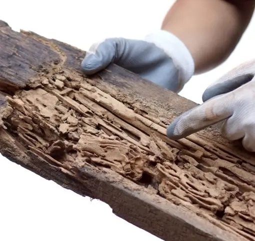 DESINFESTAÇÃO CONTROLO D EPRAGAS PERCEVEJOS BARATAS PULGAS TÉRMITAS