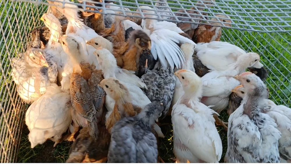 Продам курчат м'ясо несучки власного виведення!!!