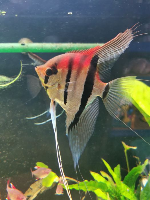 Skalar Manacapuru Oryginał Dostawa Bochnia