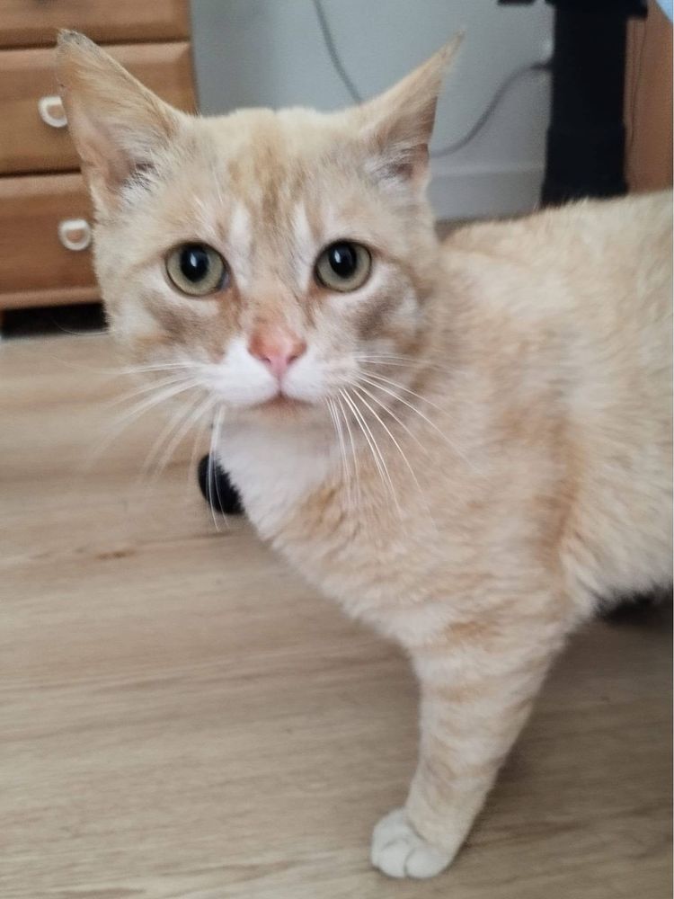 Kotek Karmelek do adopcji