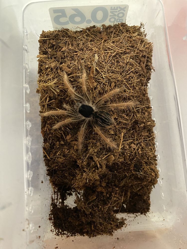 M. robustum L2/3