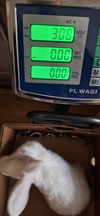 Króliki samce samice termondzkie, mięsne