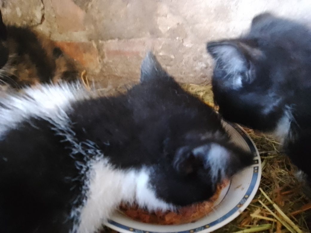 Młode kotki Fiona Paco i Luis