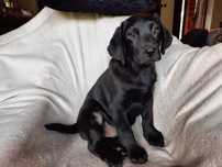 Labrador retriever, labradory czarny piesek ZKwP ,FCI