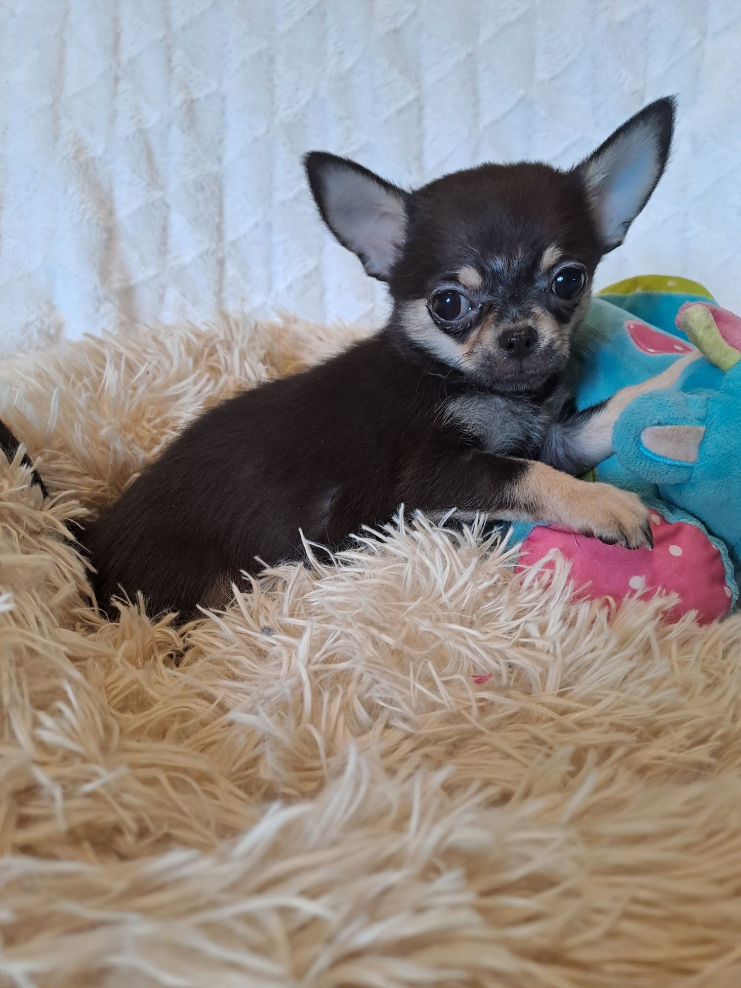 ** SPAYKUŚ**chihuahua xxs black gotowy do odbioru