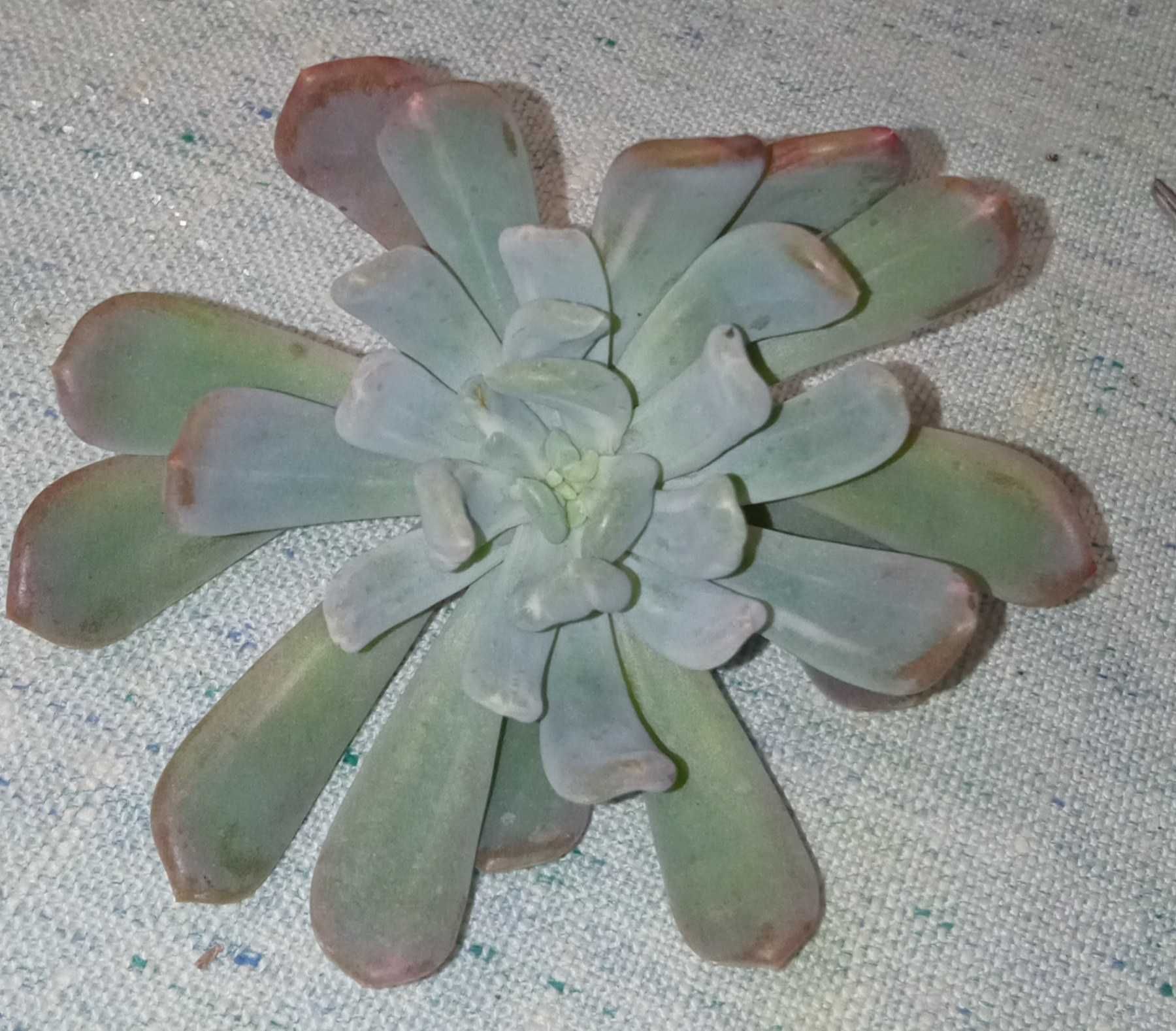 Рachyveria scheideckeri variegated  суккулент