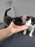 Kotki do adopcji