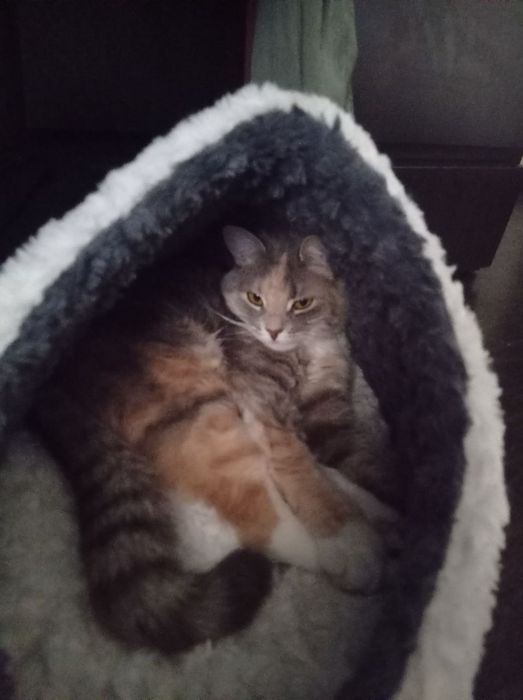 Продам лежанку-будиночок для котика чи маленького песика Trixie Kaline