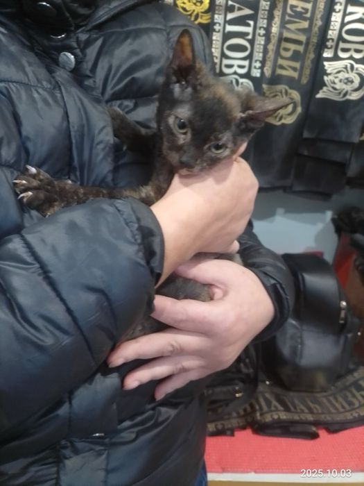 Отдам в хорошие руки кошку Браж