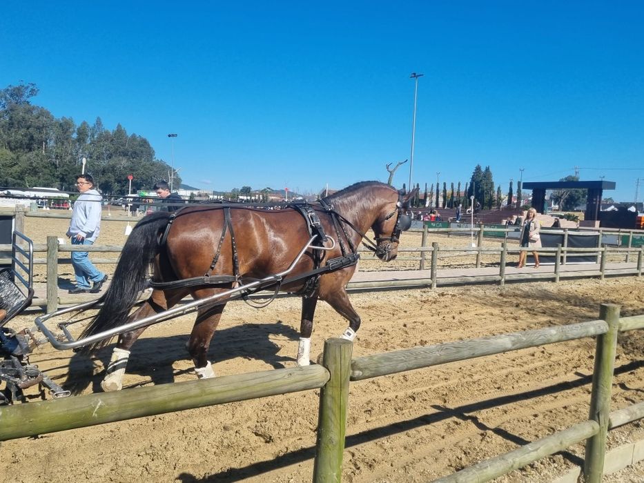 Atrelado de cavalos / égua