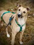 energiczny Charcik do adopcji